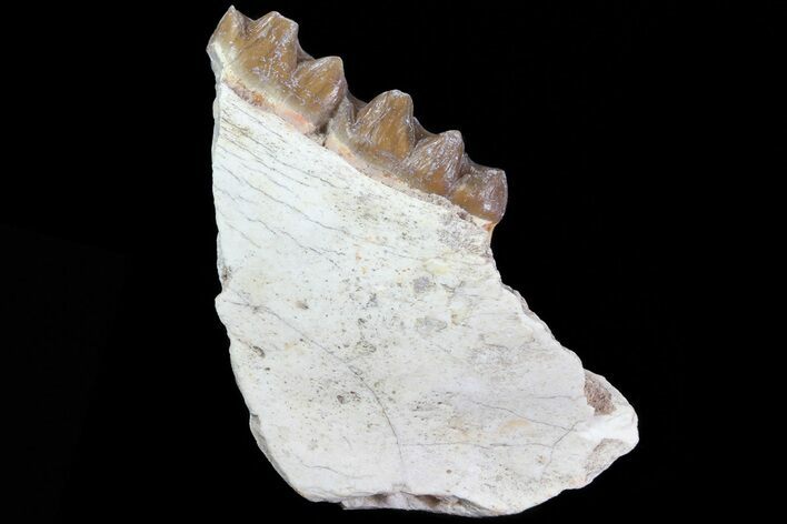Oligocene Horse (Mesohippus) Jaw Section #81507